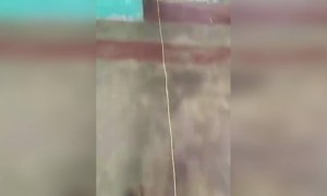 লকডাউন চলছে, বাড়ি ছেড়ে যেন পালিয়ে না যায় তাই এই ব্যবস্থা