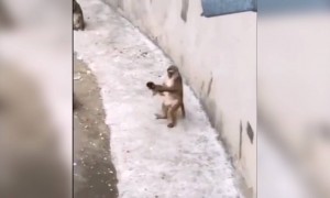 দেখুন মা তার বাচ্চার সঙ্গে খেলছে