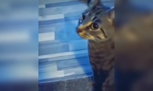 লেজার দেখে বিড়াল কেমন করে দেখুন