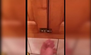 কখনো অকেজো ছিটকিনি দেখেছেন?