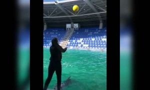 ডলফিন কতটা প্রতিভাশালী দেখুন