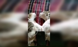 বিড়াল গুলোর গানটা খুব পছন্দ হয়েছে