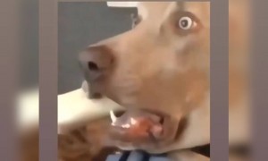 কুকুরটা মনে হয়ে খুব ভয়ানক কিছু দেখে ফেলেছে