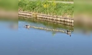 হাঁসের কত ডিসিপ্লিন দেখুন