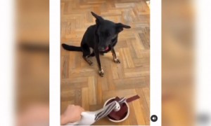 কুকুর আর খাবারের ওপর ভরসা করতে পারলো না