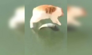 মাছ দেখেছে, কিন্তু খেতে পারছে না