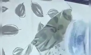 গরমের মধ্যে কি সুন্দর আরাম করছে দেখুন