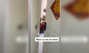 এত কিউট লোক কখনো আপনার জন্যে দরজা খুলেছে?