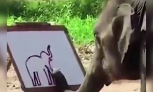 এই ট্যালেন্ট হয়তো আপনি ভাবেননি দেখতে পাবেন