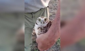 দেখুন কি অদ্ভুত ক্ষমতা এই পাখির