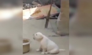 কুকুর আজকাল মুরগির ডাক ডাকছে