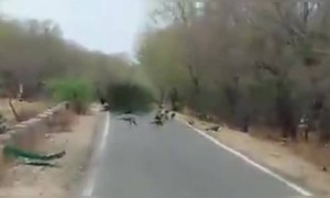 লকডাউনের সময় রাজস্থানের রাস্তায় ময়ূর বেরিয়েছে দেখুন