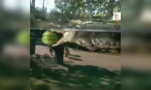 নিরামিষ কুমির দেখেছেন কখনো?