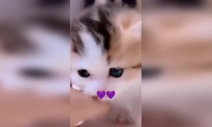 বিড়ালটা কি কিউট