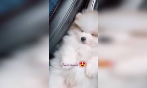 গাড়িতে কোনোদিন এভাবে ঘুমিয়েছেন?