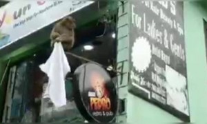 গ্যাংটকে লকডাউনের সময় এরা মজাতেই আছে