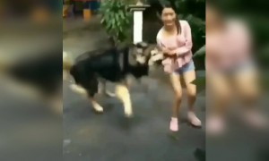 কুকুরটা বেশ ভালোই বড়