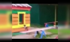 একটা পাখি একা একা পার্কে খেলছে