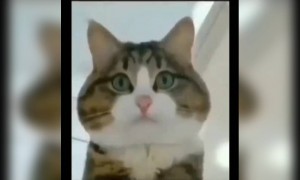 বেড়ালরাও এখন ট্রেন্ডিং জিনিস করছে