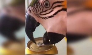 এত ভালো ক্যান ওপেনার দেখেছেন?