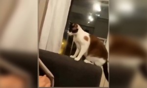 বিড়াল কে ভয় দেখালে কি হয় দেখুন