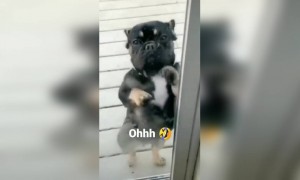 দেখুন কুকুরটা কি সুন্দর নাচছে