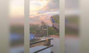 এরকম অপূর্ব দৃশ্য দেখেছেন আগে?