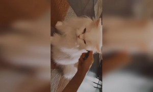 লকডাউনে কিছু করার নেই, তাই বিড়ালের সাথে সময় কাটালেন আলিয়া ভাট