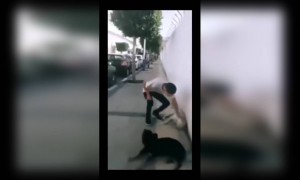 এই হয় যখন কুকুরের মুড খারাপ থাকে