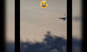 লোকে বানরকেও ভয় দেখতে শুরু করেছে