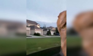 কুকুরটার জন্য খুব খারাপ লাগছে