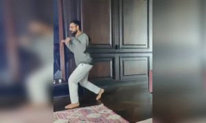 বিরাট কলি ডাইনোসরের মতন হাটছে দেখুন