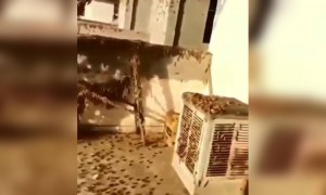 জয়পুরে কিছু জায়গাতে প্রচুর লোকাস্ট