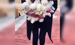 কুকুরগুলি কি কিউট দেখুন