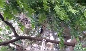 অম্ফানের পরে কলকাতার রাস্তার কি অবস্থা দেখুন