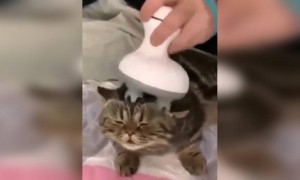 দেখে মনে হচ্ছে খুব আরামে আছে বিড়াল