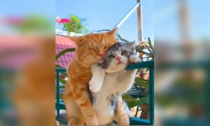 কি কিউট দেখুন