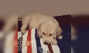 সৌরভ গাঙ্গুলী পোস্ট করলেন নিজের কুকুরের ভিডিও