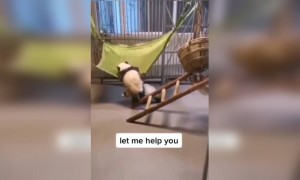 একটা পান্ডা আরেকটা পান্ডাকে সাহায্য করছে দেখুন