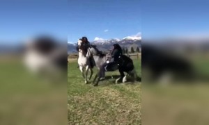 ঘোড়া চড়তে গিয়ে গেলেন পড়ে