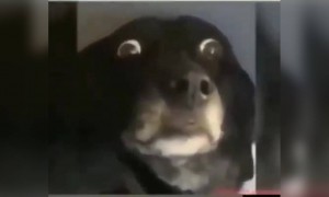 যখন অচেনা লোকের ভিডিও কল আসে