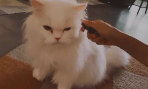 লকডাউনের মধ্যে আলিয়া ভাট খেলছে নিজের পোষা বিড়ালের সাথে