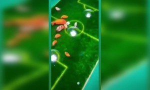 মাছকে ফুটবল খেলতে দেখেছেন?