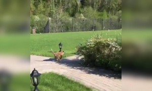 বাঘ দুটি কি সুন্দর খেলা করছে দেখুন