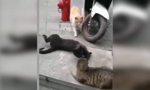 অ্যাফেয়ার ধরা পরে গেছে