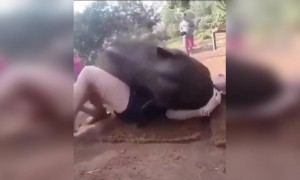 বাচ্চা হাতিটা কি কিউট!