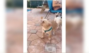 কি কিউট কুকুর দেখুন