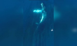 নীল তিমি দেখুন কি সুন্দর