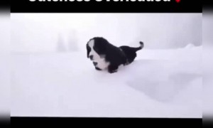 কুকুরগুলো বরফে খেলছে দেখুন