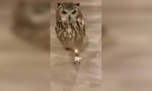 এই কিউট ছোট্ট বন্ধু কে দেখুন